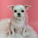 코코 반려견샵 이미지