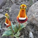 행복flower 이미지