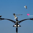 만두의달인 이미지