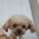 푸라닭사동계양점 이미지