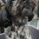 나나 애견 미용실 이미지