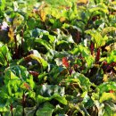 아양농장 이미지