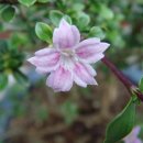 단정화꽃(백정화(百丁花,Serissa japonica)는 꼭두서니과의 나무로,...) 이미지