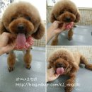 이개내고양이 이미지