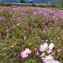 코리아 이민 행정사 사무소 이미지