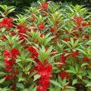 꽃들의 미소 이미지