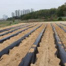 광성 농장 이미지