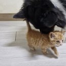 닥터홍 동물병원 | 고양이 중성화 수술 언제 해야 할까 시기별 장단점 부안군 길고양이 실외사육견 중성화 수술 지원