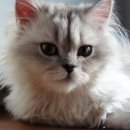 25시동물병원 이미지