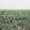 더리시안 이미지