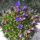 지경수가든 이미지