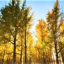 은행나무숲 입구 이미지