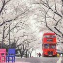 프린스펫 이미지