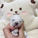 부산강아지분양 앨리펫 이미지