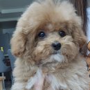 꽃피우개 이미지