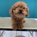 킨더그루밍 이미지