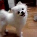 로얄애견