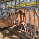 안골목장 이미지