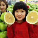 자몽자몽 이미지