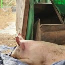 조나단목장 이미지