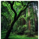 희망의 나무 休 이미지