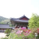 용소계곡 민박 | 🌿 홍천 5월 가볼만한곳 추천 ㅣ척야산문화수목원·용소계곡·수타사 영산홍 완전정리