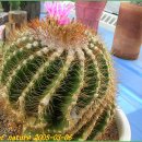 가시 살이 이미지