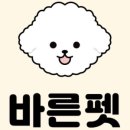 청주강아지분양 애견입양 애견미용 바른펫 이미지