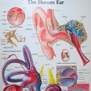 우리이비인후과의원 | [Dear.일상] 이석증 후기 : 일등이비인후과의원 신당