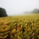 맑은사람들 이미지