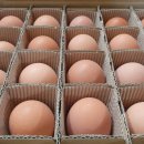 양계장농장 이미지