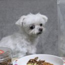 댕댕이 홀딱 반한 간식 | 고퀄리티 강아지 애견 수제간식 댕댕이 홀딱반한 간식