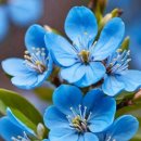 물망초(勿忘草)의 노래 (잊지 말라네) 이미지