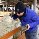 호법목장 | {강원도 평창} 한국의 알프스! 그림처럼 아름다운 대관령 양떼목장 // 대구 삼성여행사