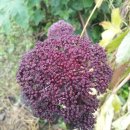 광바위주유소 이미지