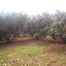 분토농장 이미지