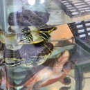 병점1로 | 병점속눈썹연장 자연스럽고 유지력 좋은 애니매연장 병점뷰티공간수 후기