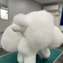 보람애견미용 | 강북·노원 애견미용학원 MBC아카데미애견미용학원 후기 “50대에 시작한 애견미용, 다시 설레는 하루를...