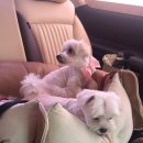 우리고 펫택시 이미지