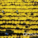 의령군약초