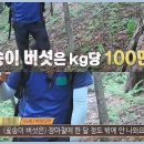작은꽃송이 이미지
