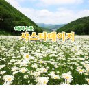 산상의 화원 샤스타데이지 군락 & 장미터널..그리고 만항재의 아직도 봄이야기.6/18(일) 이미지