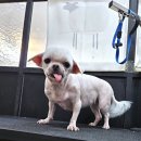 멍멍닷컴 이미지