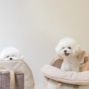 아토 강아지 미용실 이미지