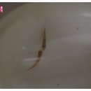 미즈마리