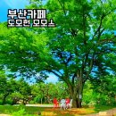 초지동시민시장주차장입구 | 도모헌 그리고 모모스 커피 부산 카페 추천 주차장 셔틀버스 포함한 내돈내산 후기