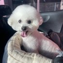 도그어게인 이미지