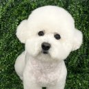 야옹아 멍멍해봐(봉명동) 이미지