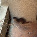 서울시 야생동물 구조관리센터 | 25.06.22 니가 왜 여기서 나와? &lt;서울 한복판 족제비 구조&gt;