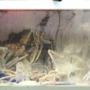 일송대게 이미지